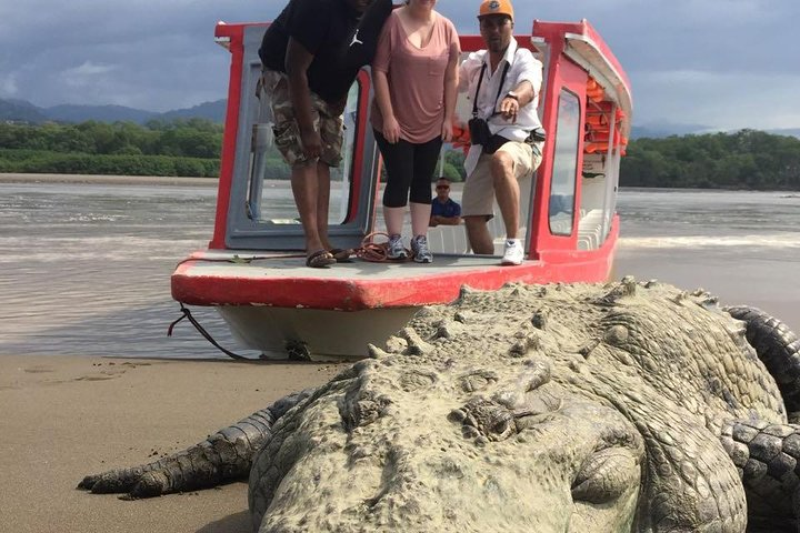 Large crocodile encounters